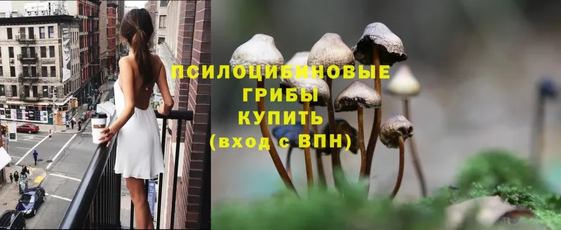 Псилоцибиновые грибы Psilocybe  наркота  Железноводск 